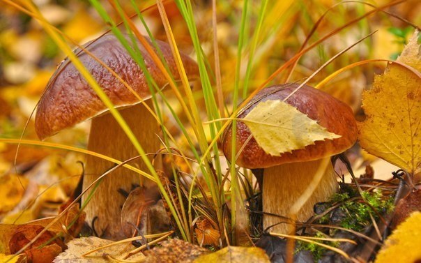 При сборе осенних грибочков помните, что некоторые грибы съедобны всего один раз в жизни!!!