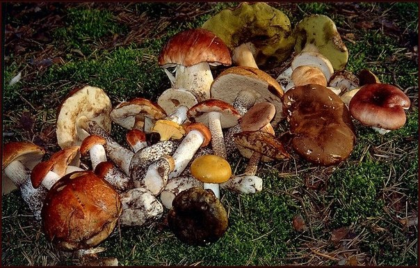При сборе осенних грибочков помните, что некоторые грибы съедобны всего один раз в жизни!!!