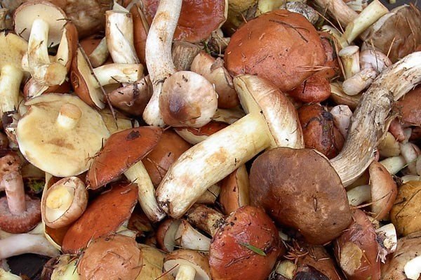 Как заморозить грибы на зиму: 4 важных правила